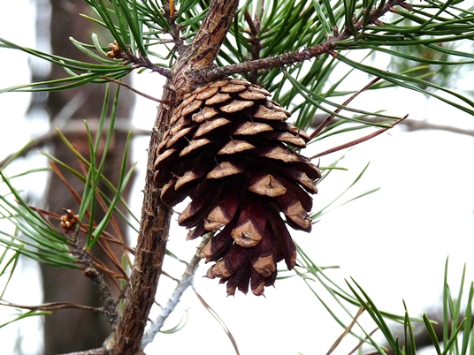 Pinus virginiana