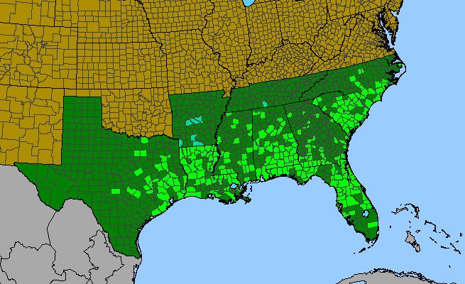 The range of Prunus caroliniana
