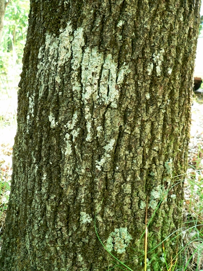 Quercus georgiana