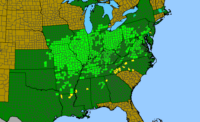 The range of Quercus imbricaria