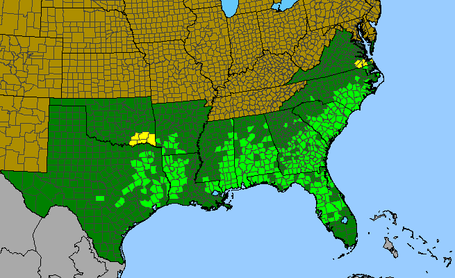 The range of Quercus incana