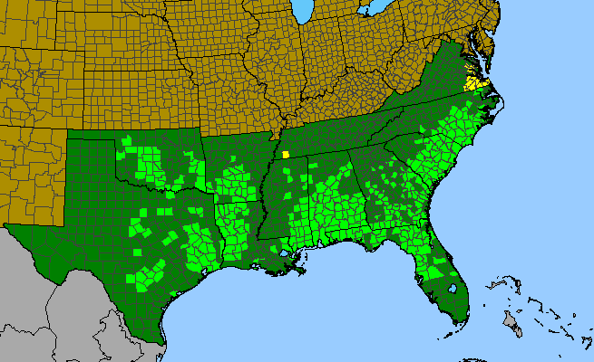 The range of Quercus margarettae