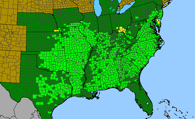 The range of Quercus marilandica
