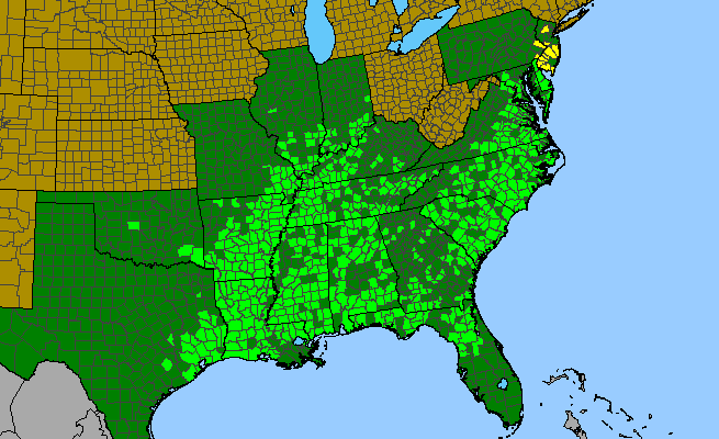 The range of Quercus michauxii