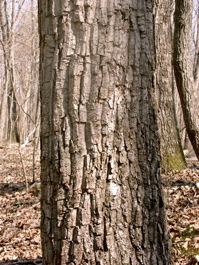 Quercus montana