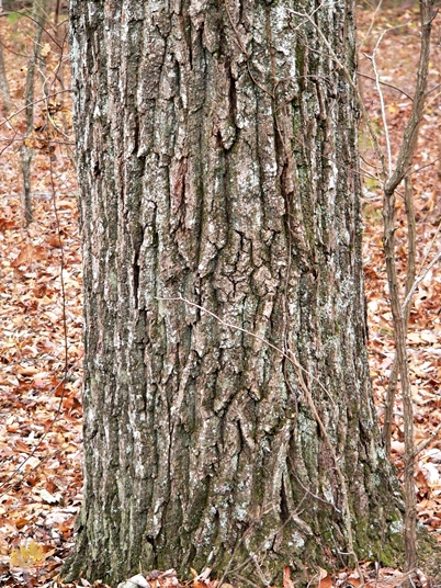 Quercus montana