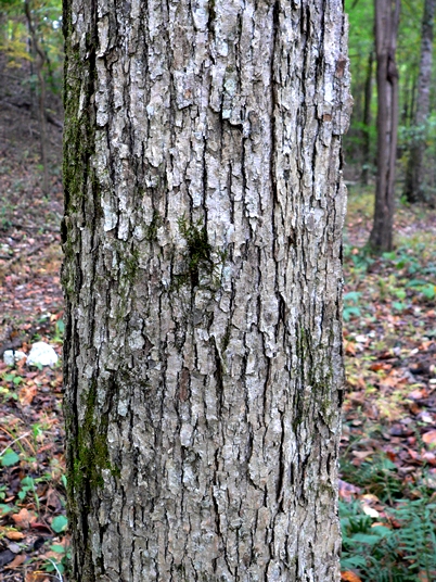 Quercus muehlenbergii