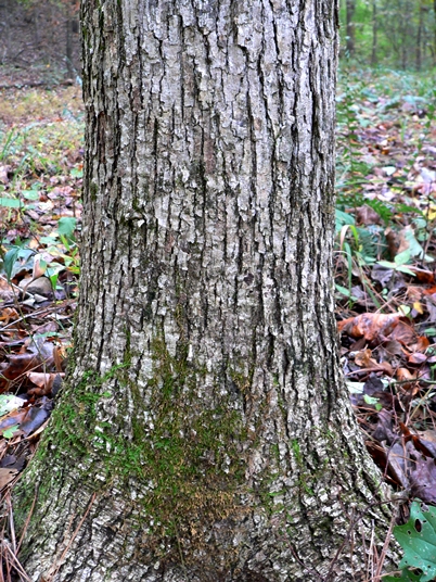 Quercus muehlenbergii