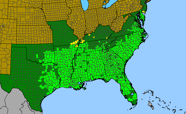 The range of Quercus nigra