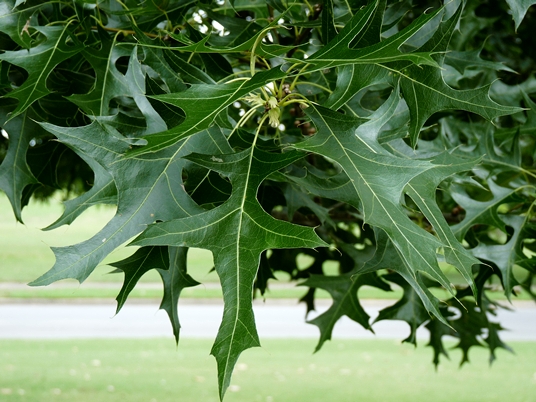 Quercus texana