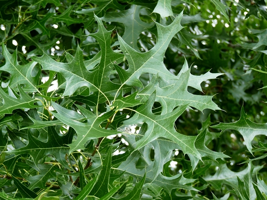 Quercus texana