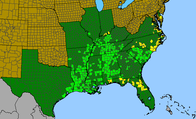 The range of Sideroxylon lycioides