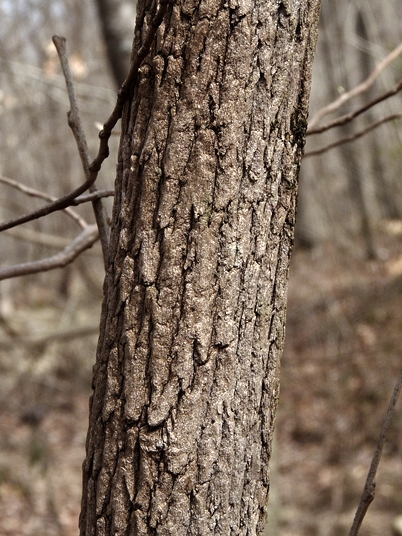 Stewartia ovata