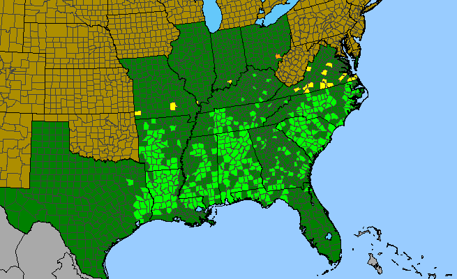 The range of Styrax grandifolius