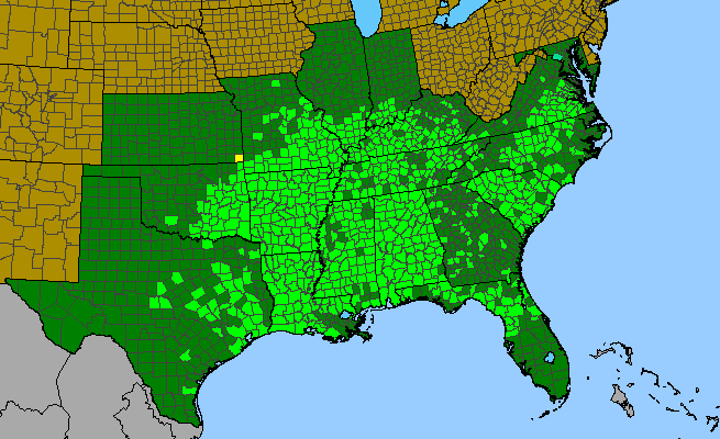 The range of Ulmus alata