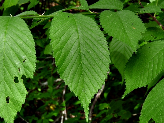 Ulmus americana