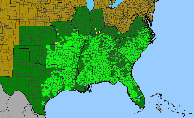 The range of Vaccinium arboreum