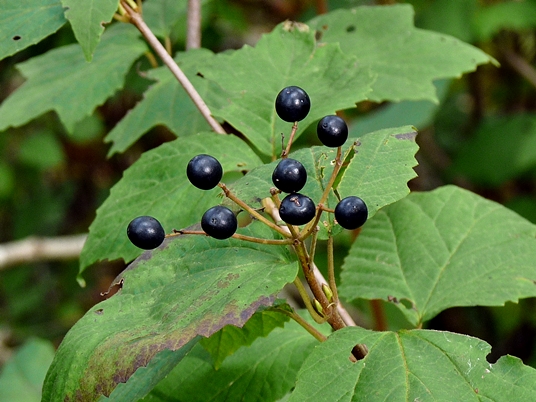 Viburnum acerifolium