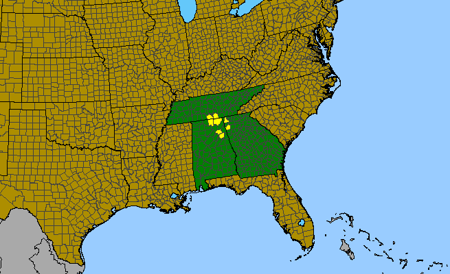 The range of Viburnum bracteatum
