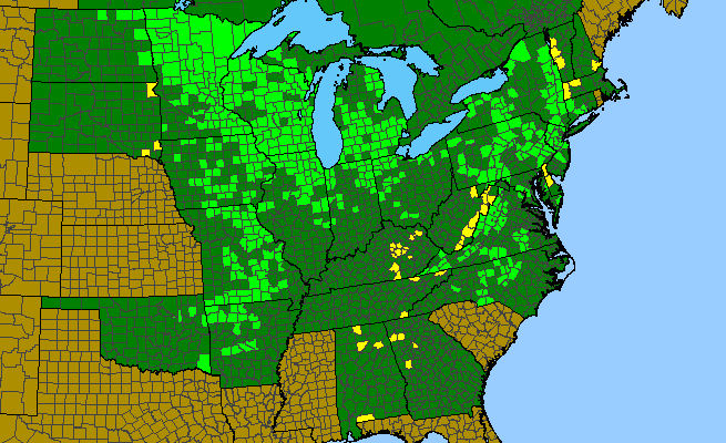 The range of Viburnum rafinesquianum