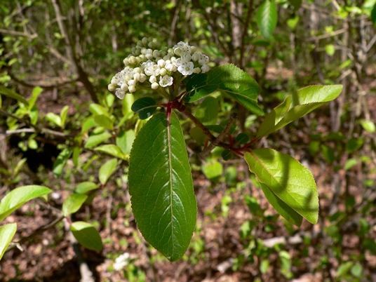 Viburnum rufidulum