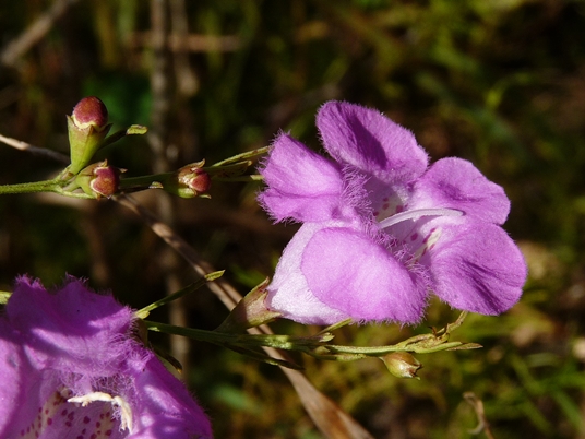 Agalinis fasciculata