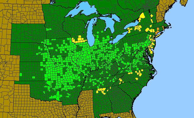 The range of Agastache nepetoides