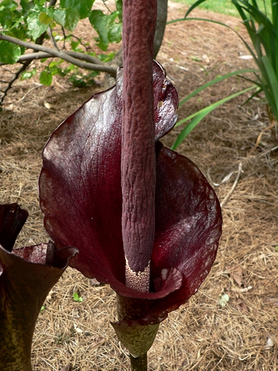 Amorphophallus konjac