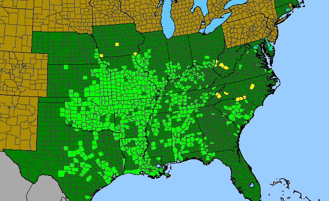 The range of Ampelopsis cordata