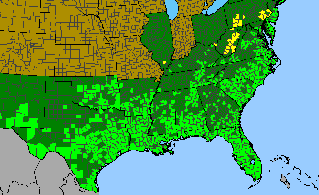 The range of Andropogon glomeratus