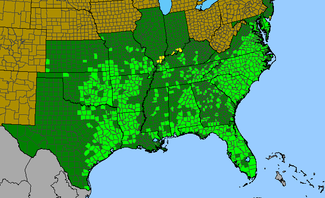 The range of Andropogon ternarius