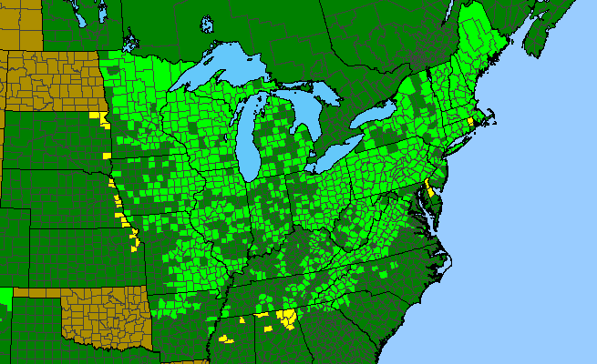 The range of Aralia racemosa