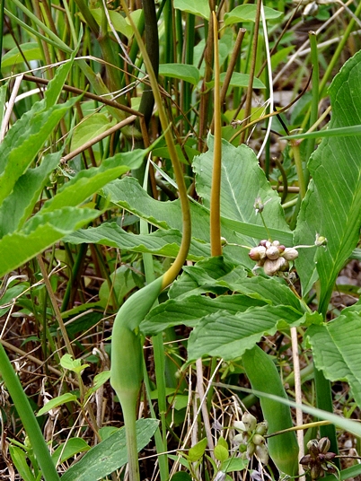 Arisaema dracontium