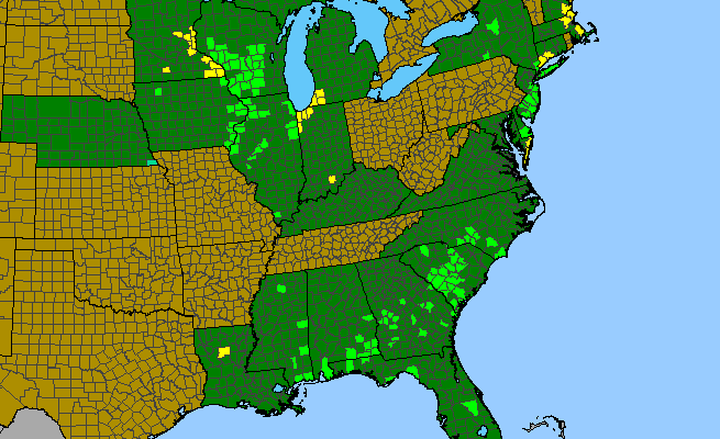 The range of Aristida tuberculosa