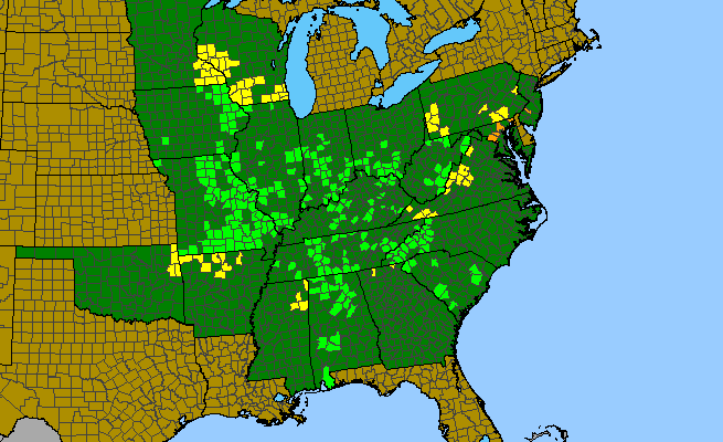 The range of Arnoglossum reniforme