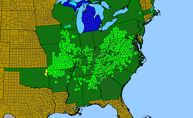 The range of Aruncus dioicus