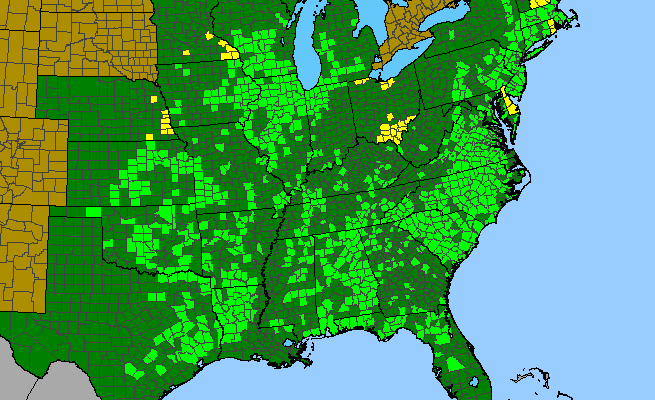 The range of Asclepias amplexicaulis