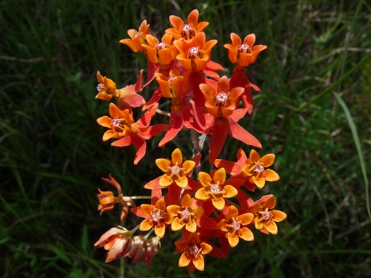 Asclepias lanceolata