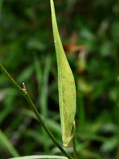 Asclepias lanceolata