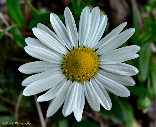 Astranthium integrifolium