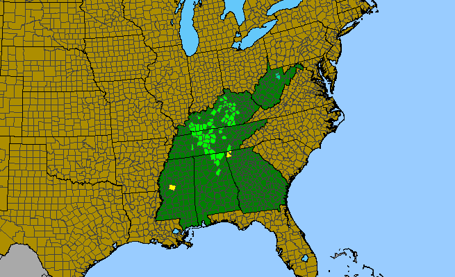 The range of Astranthium integrifolium