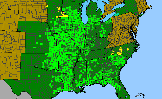 The range of Baptisia leucantha