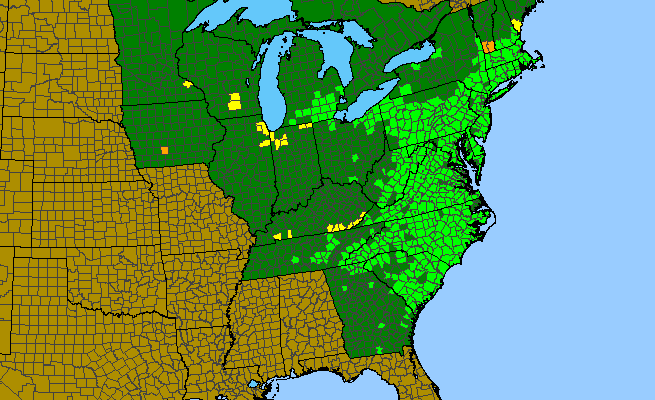 The range of Baptisia tinctoria