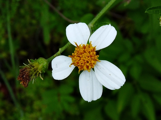 Bidens alba