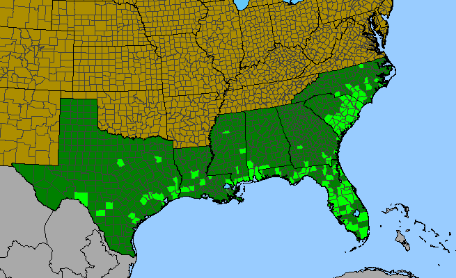 The range of Buchnera floridana