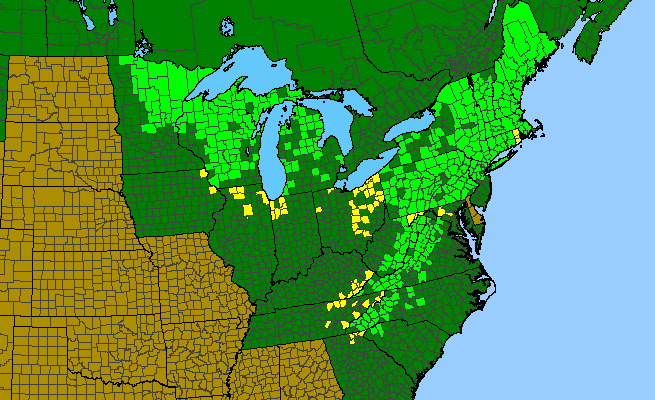 The range of Capnoides sempervirens