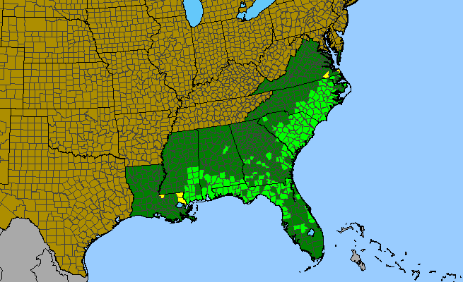 The range of Chrysopsis gossypina