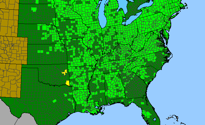 The range of Clematis virginiana