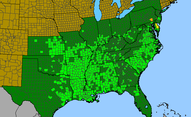 The range of Commelina virginica