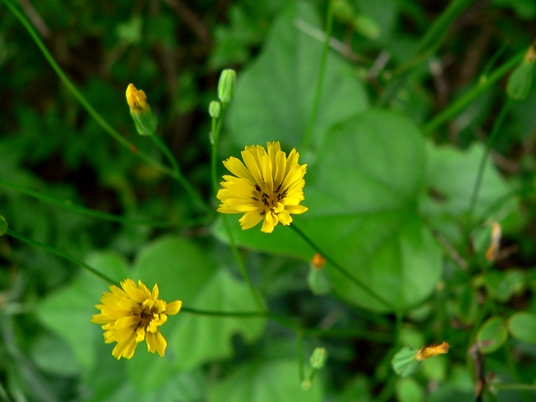 Crepis pulchra